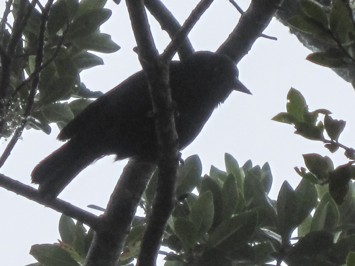 Jamaican Blackbird - ML350847041