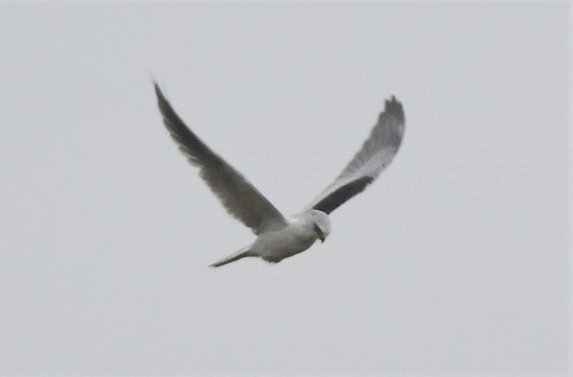 White-tailed Kite - ML350854501
