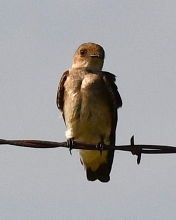 Northern Rough-winged Swallow - Steve Davis