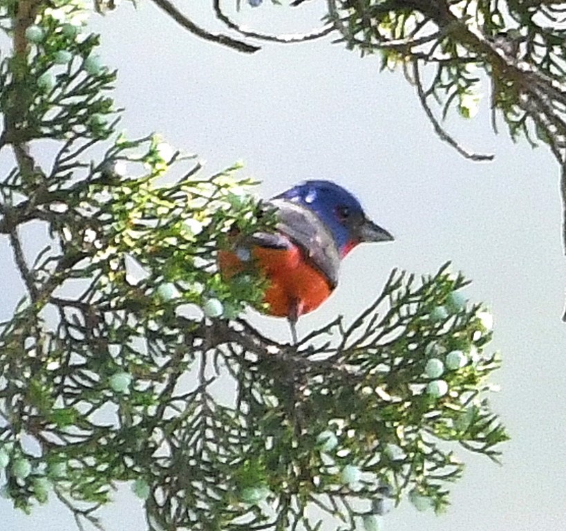 Painted Bunting - ML350856021