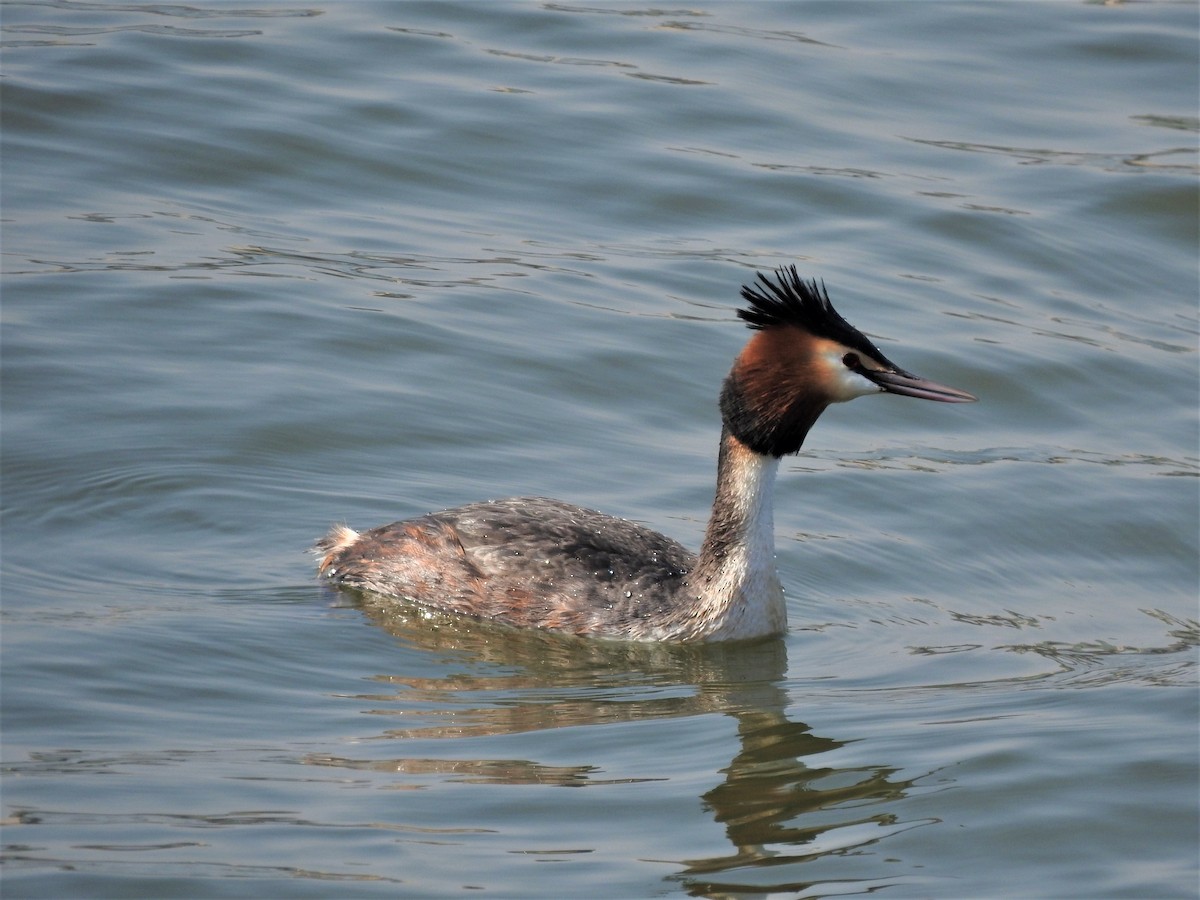 Great Crested Grebe - ML350859851