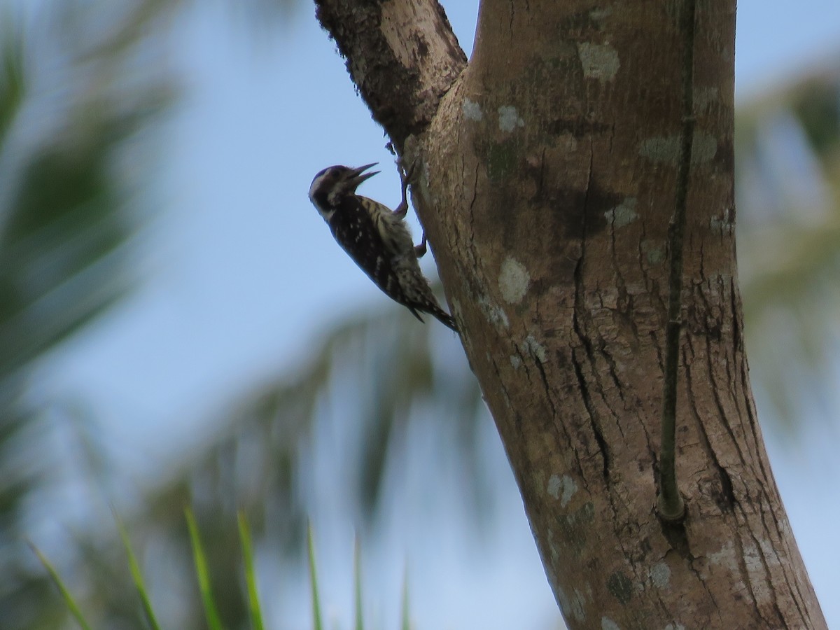 Philippine Pygmy Woodpecker - Felix Neponcio Servita