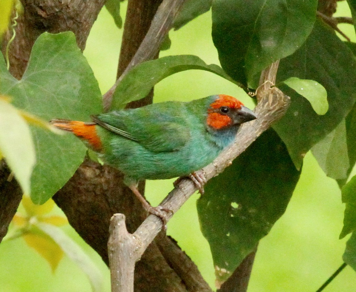 Fiji Papağan İspinozu - ML350872511