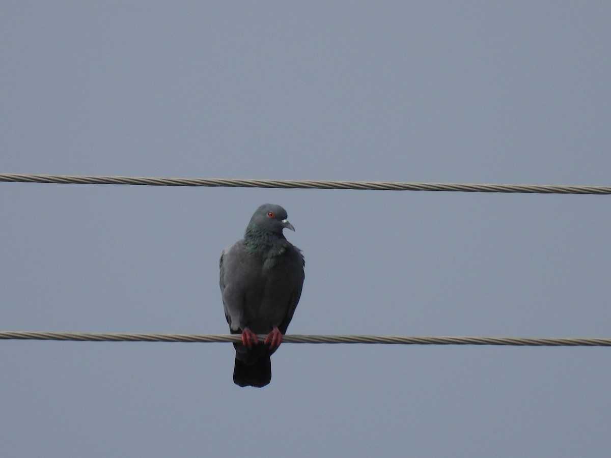 Rock Pigeon (Feral Pigeon) - Ramesh Desai