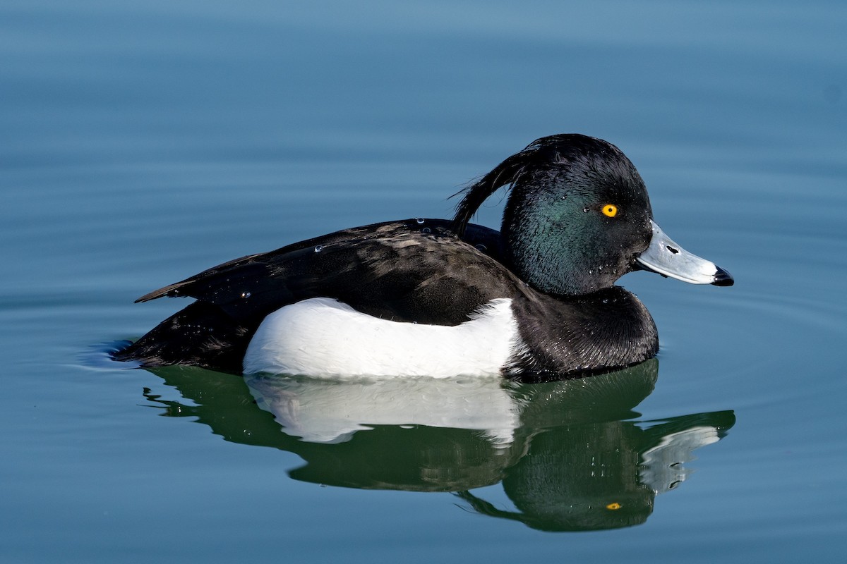 Tufted Duck - ML350877361