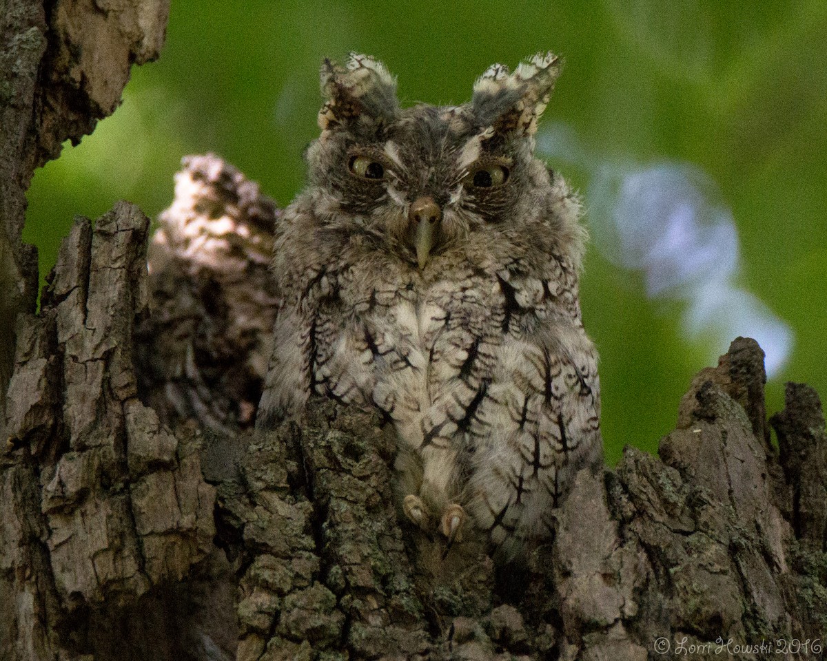 Eastern Screech-Owl - Lorri Howski 🦋