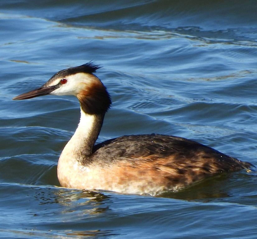 Great Crested Grebe - ML350887131