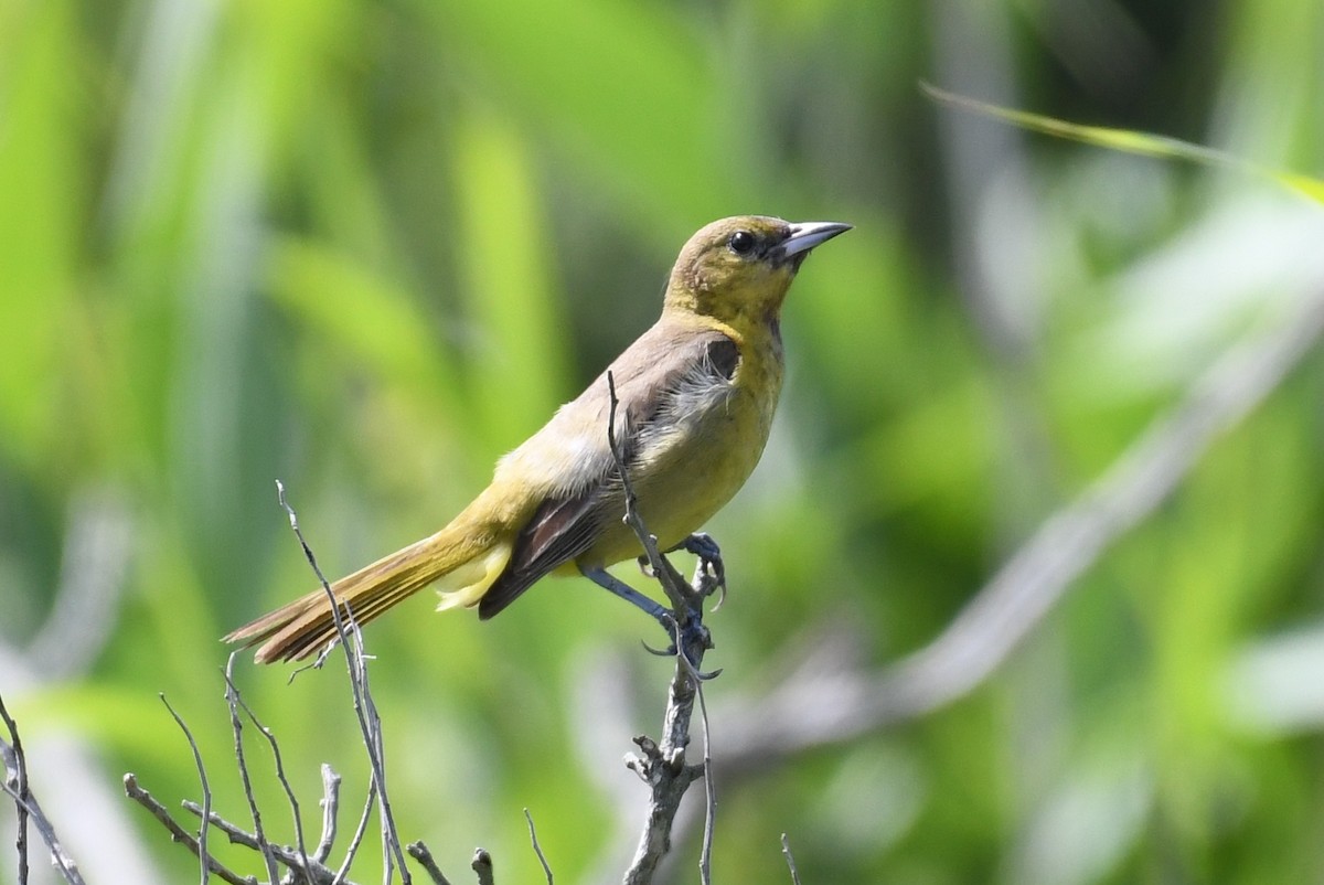 Orchard Oriole - Tim Healy