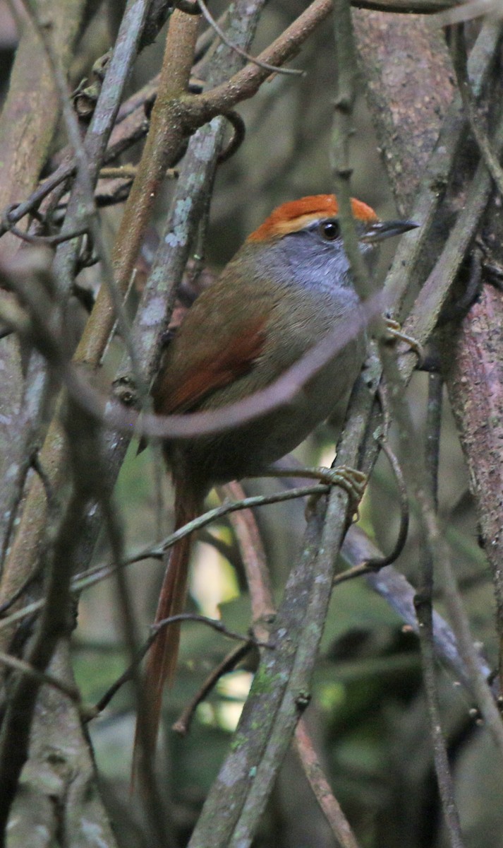 Rufous-capped Spinetail - Feliciano Lumini