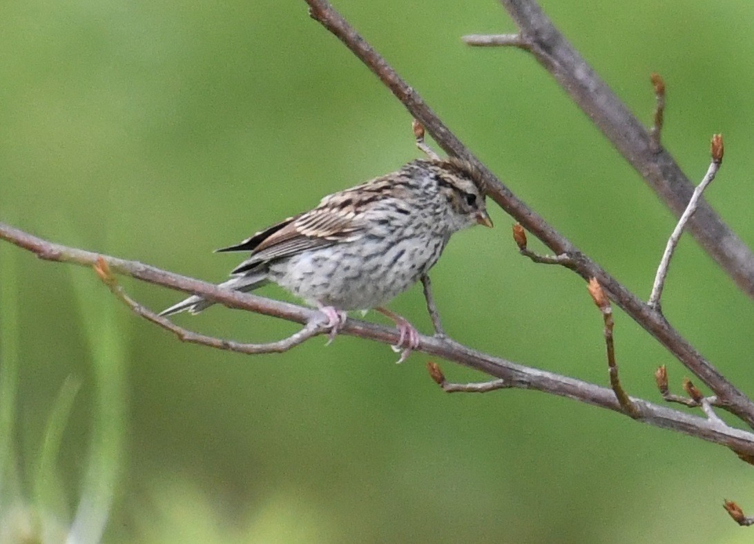 Chipping Sparrow - Tim Healy