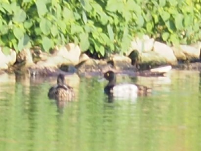 Greater/Lesser Scaup - ML350891791