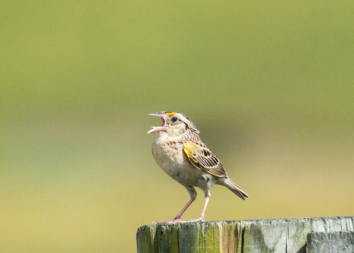 Grasshopper Sparrow - Dawn Lloyd