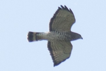 Broad-winged Hawk - ML35090291