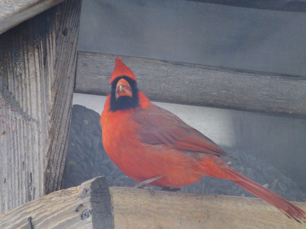 Cardinal rouge - ML350905531