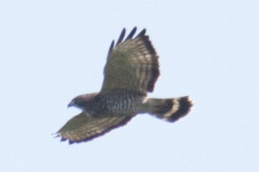 Broad-winged Hawk - ML35090641