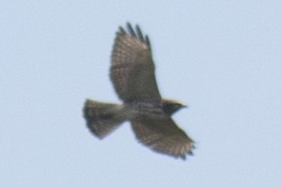 Broad-winged Hawk - ML35090741