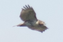 Red-tailed Hawk - ML35090861