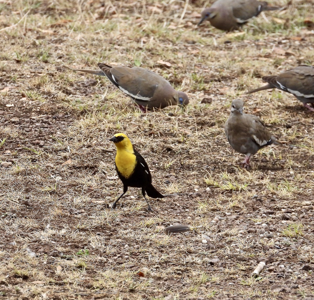 Yellow-headed Blackbird - ML350909811