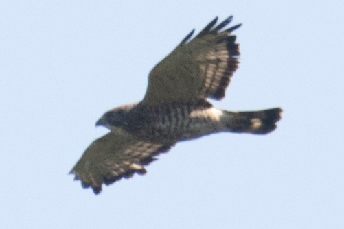 Broad-winged Hawk - ML35091061