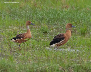 Fulvous Whistling-Duck, ML350912661
