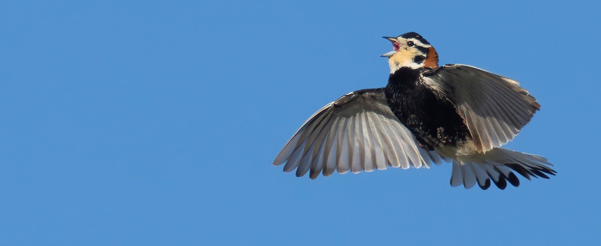 Birds Of The World - Cornell Lab Of Ornithology