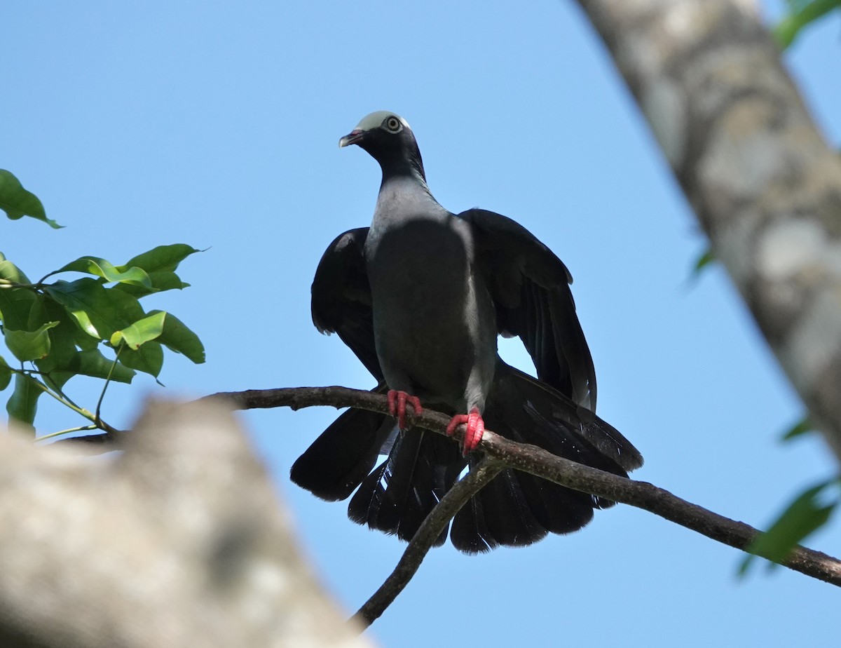 White-crowned Pigeon - Mark Goodwin