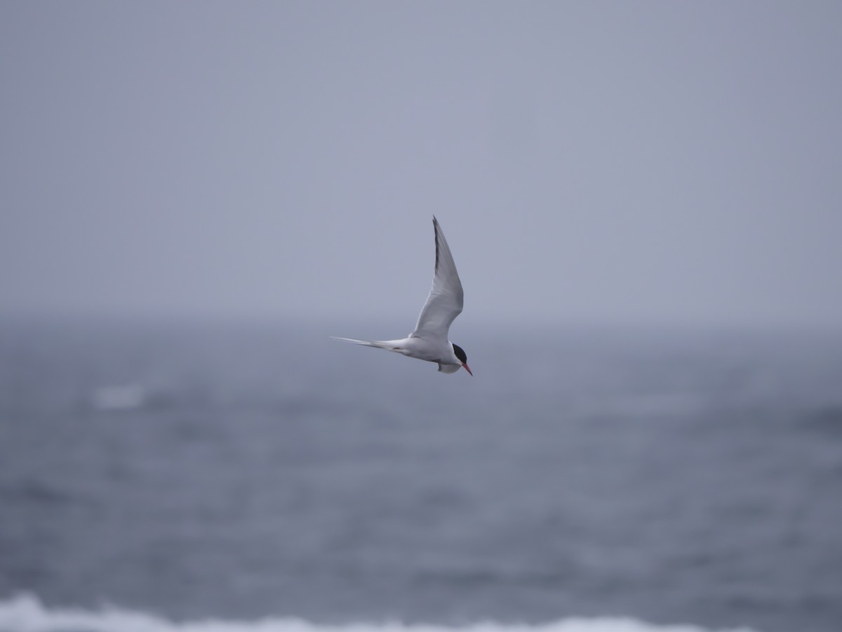 Arctic Tern - Rob Edsall