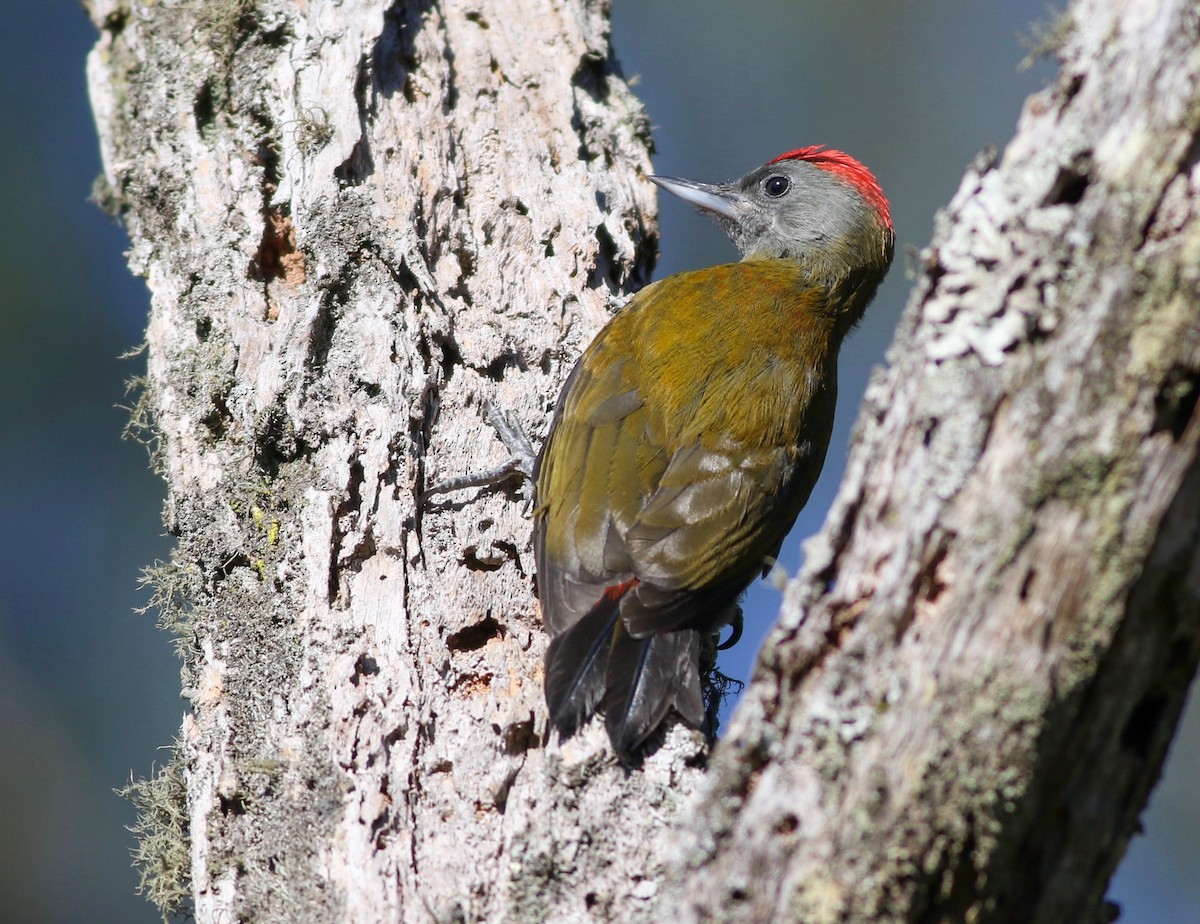 Olive Woodpecker (Southern) - ML350918521