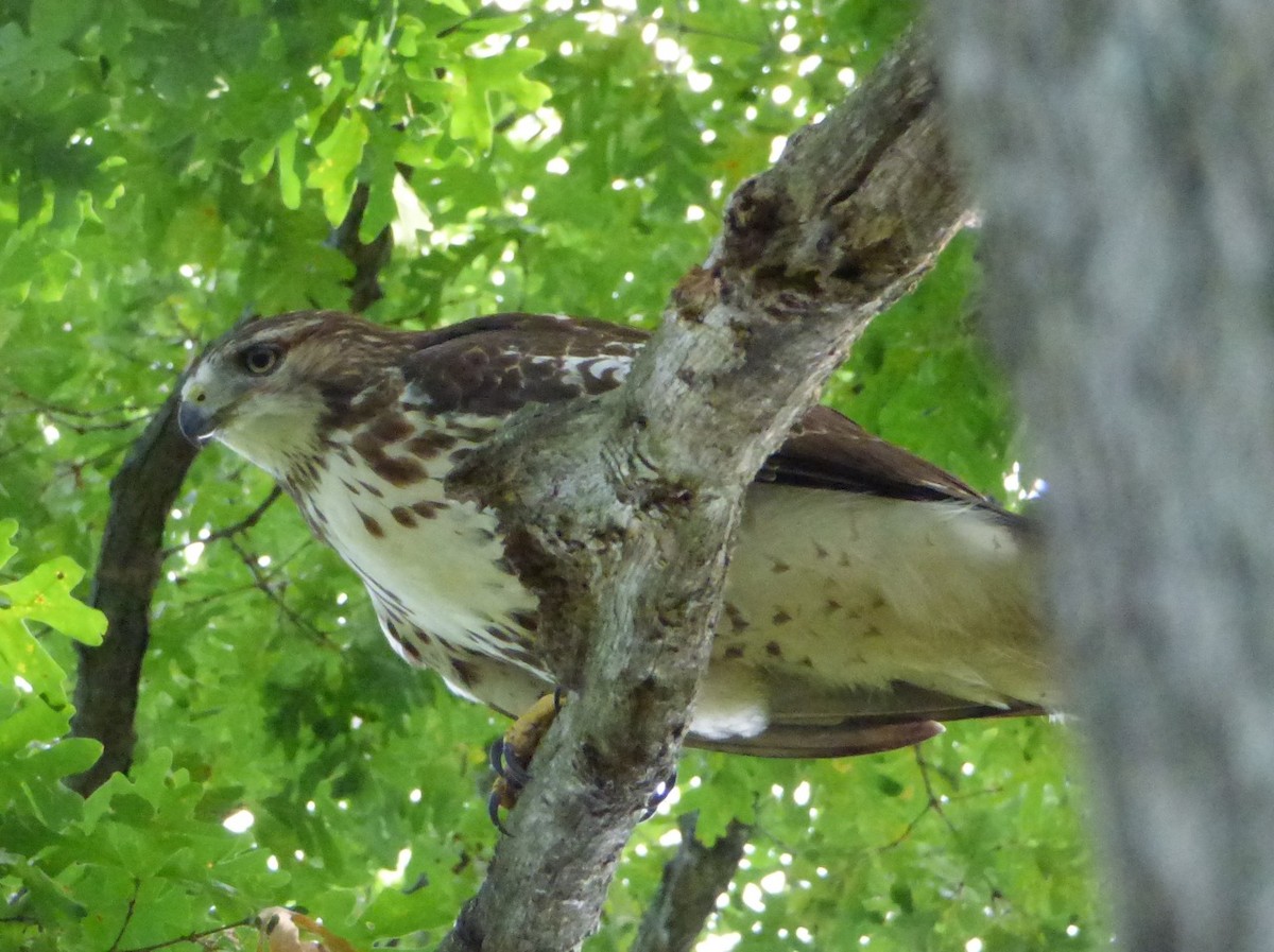Red-tailed Hawk - ML35091971