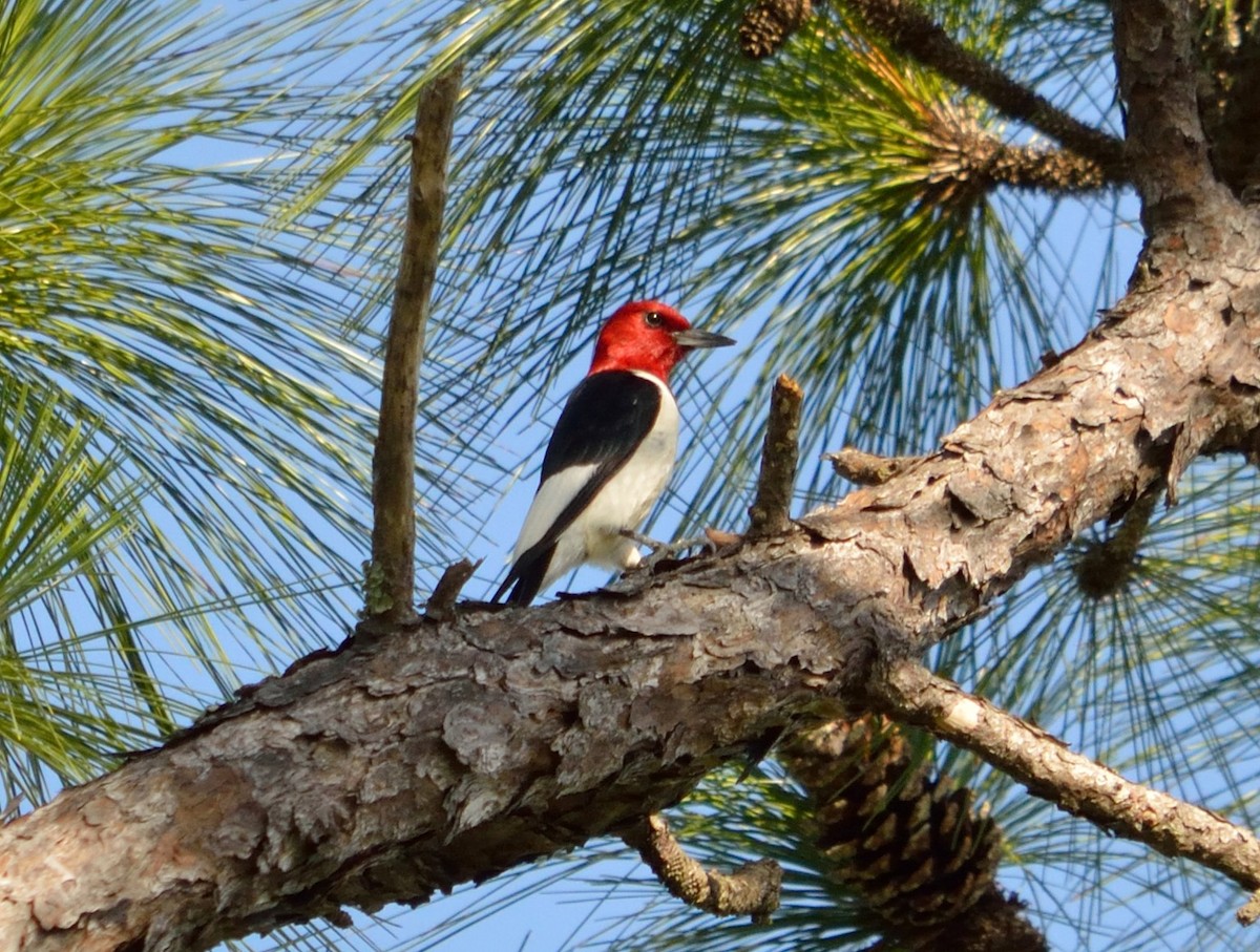 Red-headed Woodpecker - ML350921981