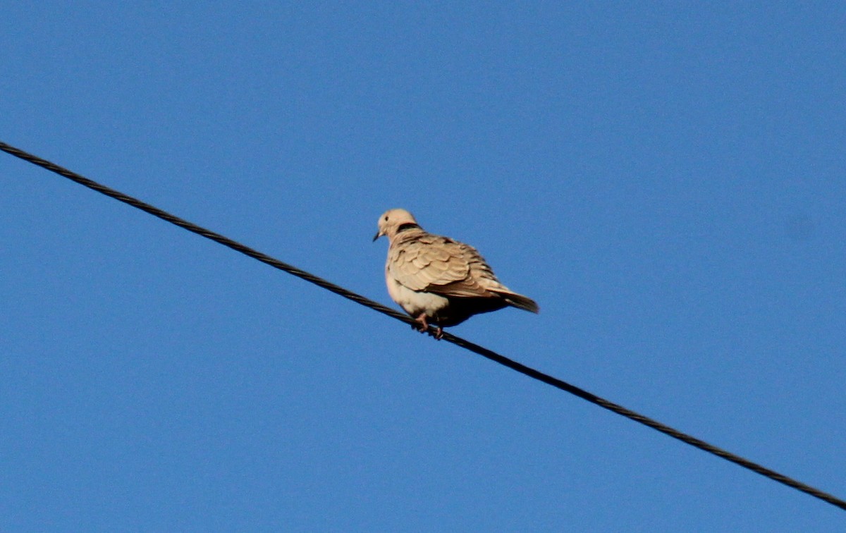 Eurasian Collared-Dove - ML350924451