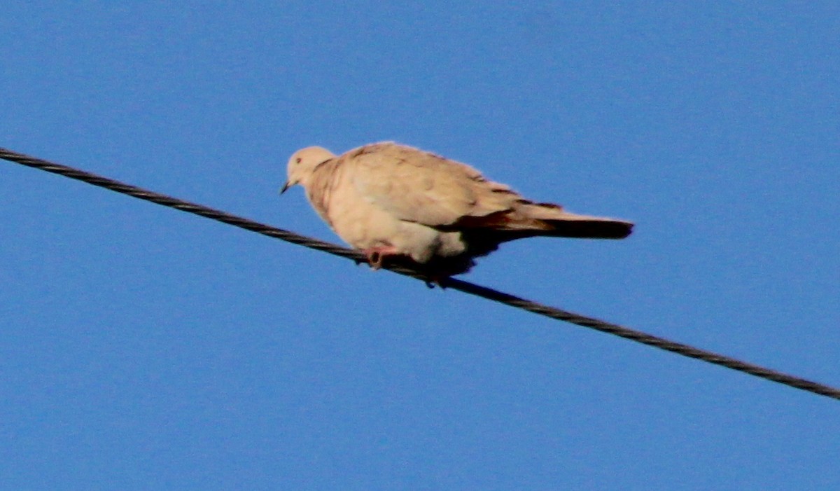 Eurasian Collared-Dove - ML350924581