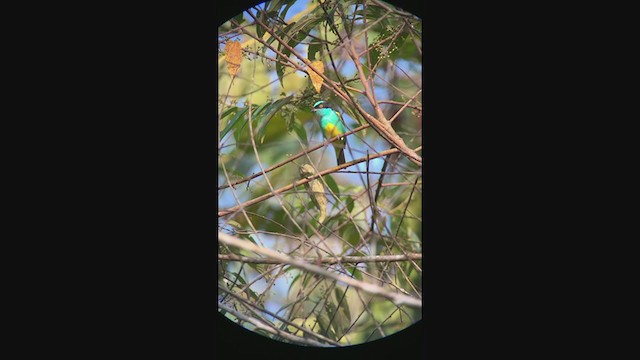 Black-faced Dacnis (Yellow-tufted) - ML350925061