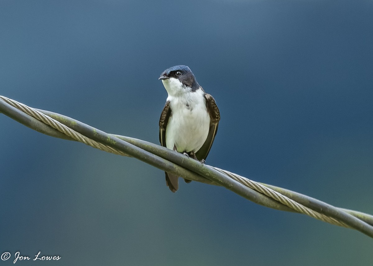 Blue-and-white Swallow (cyanoleuca) - ML350935521
