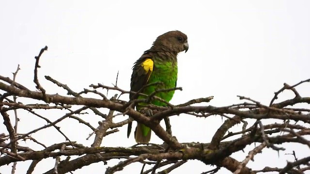 papoušek žlutotemenný - ML350940851