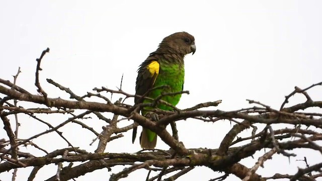papoušek žlutotemenný - ML350940861