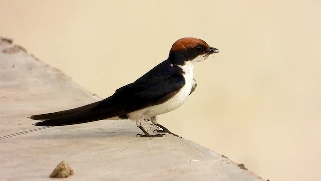 Wire-tailed Swallow - ML350941711