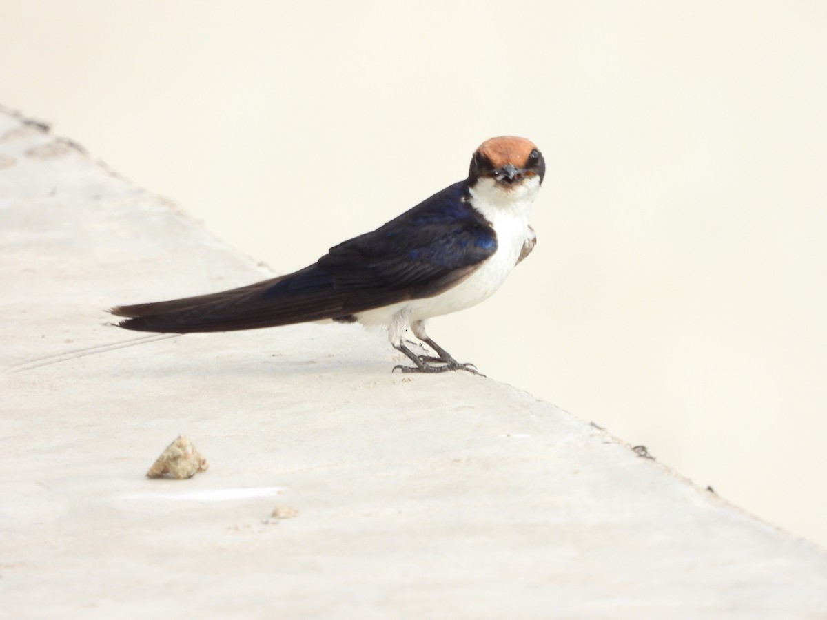 Wire-tailed Swallow - ML350941731