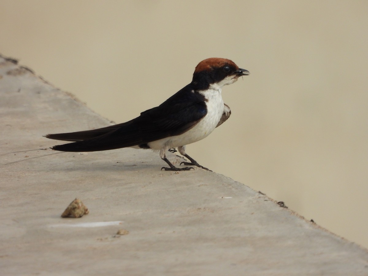 Wire-tailed Swallow - ML350941761