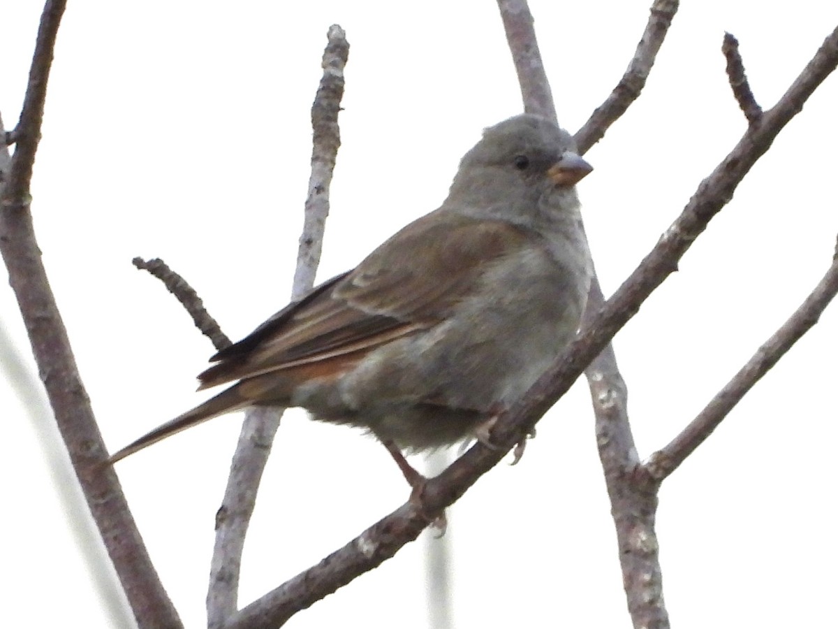 Swahili Sparrow - GARY DOUGLAS