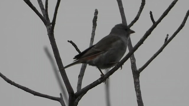 Swahili Sparrow - ML350941971