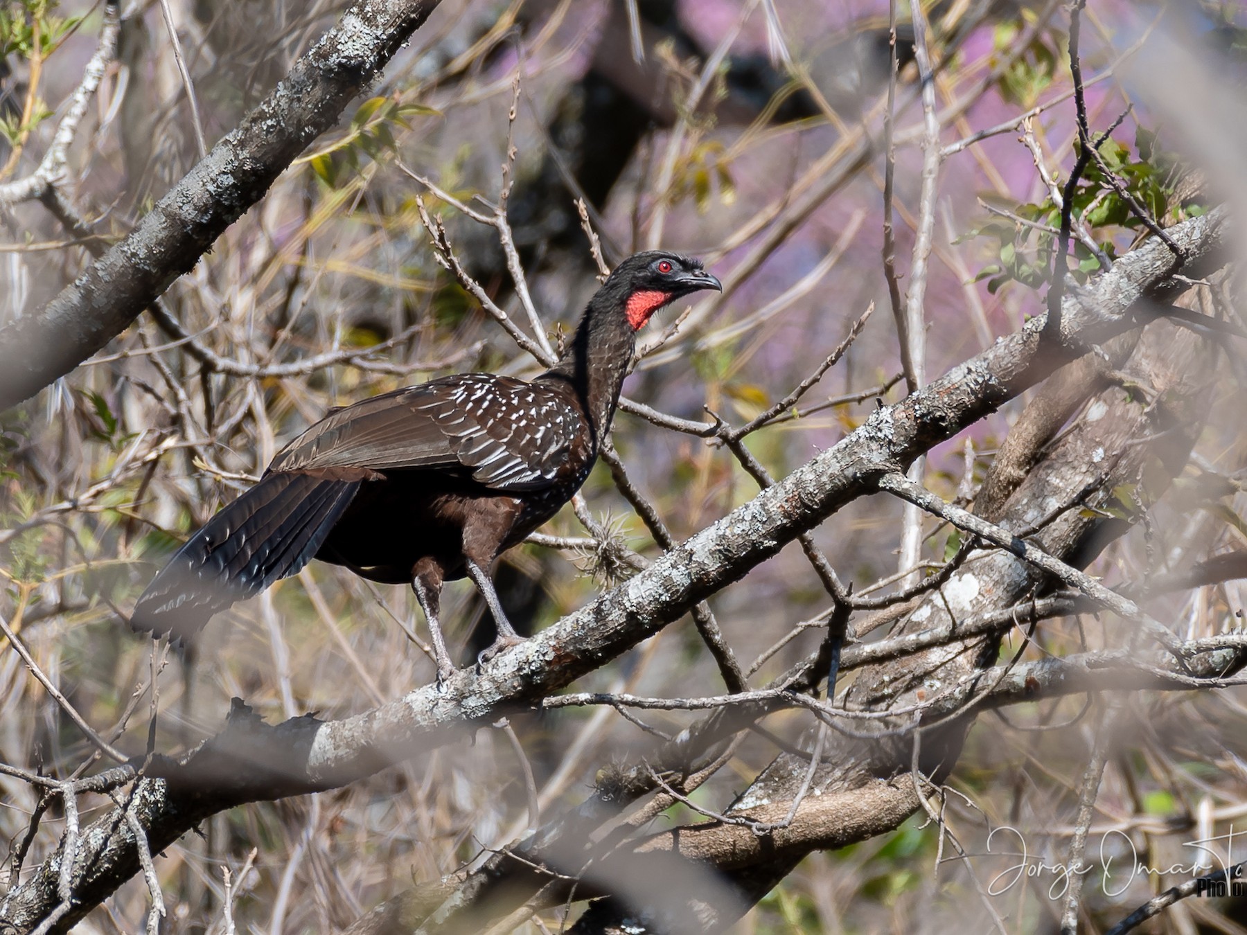 Yungas Guan Ebird