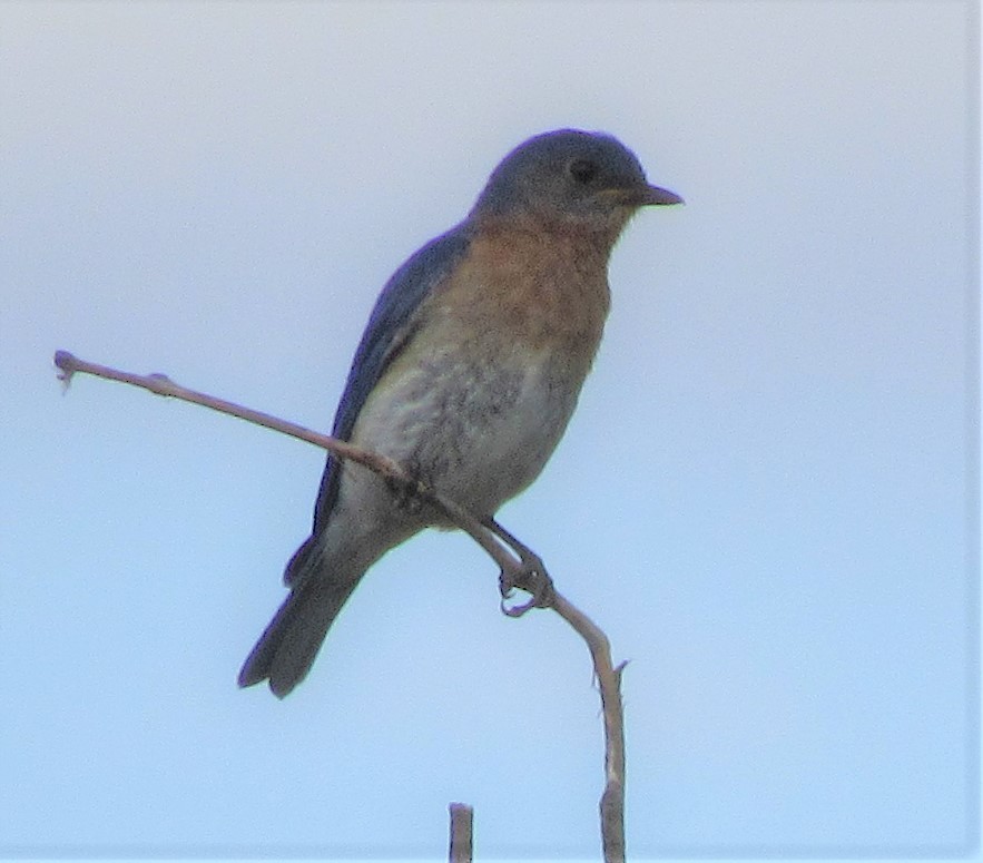 Eastern Bluebird - The Vermont Birder Guy
