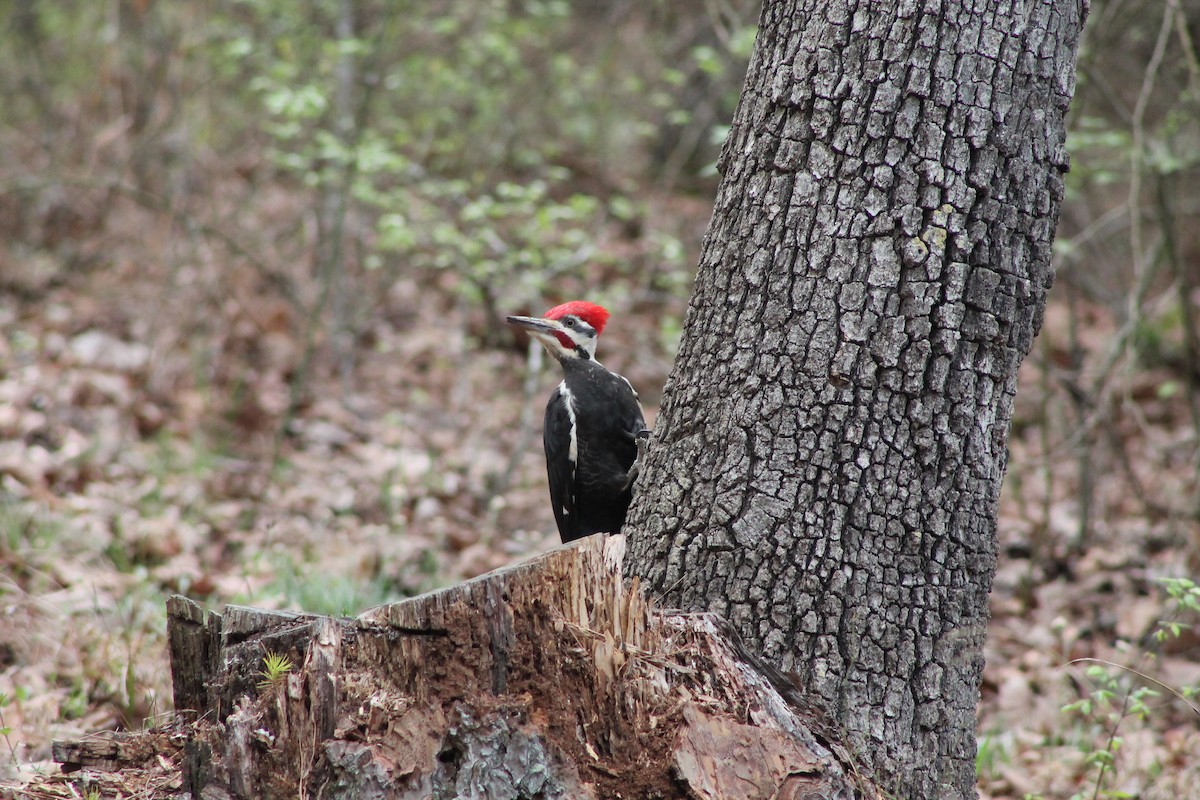 Pileated Woodpecker - Caden Williams