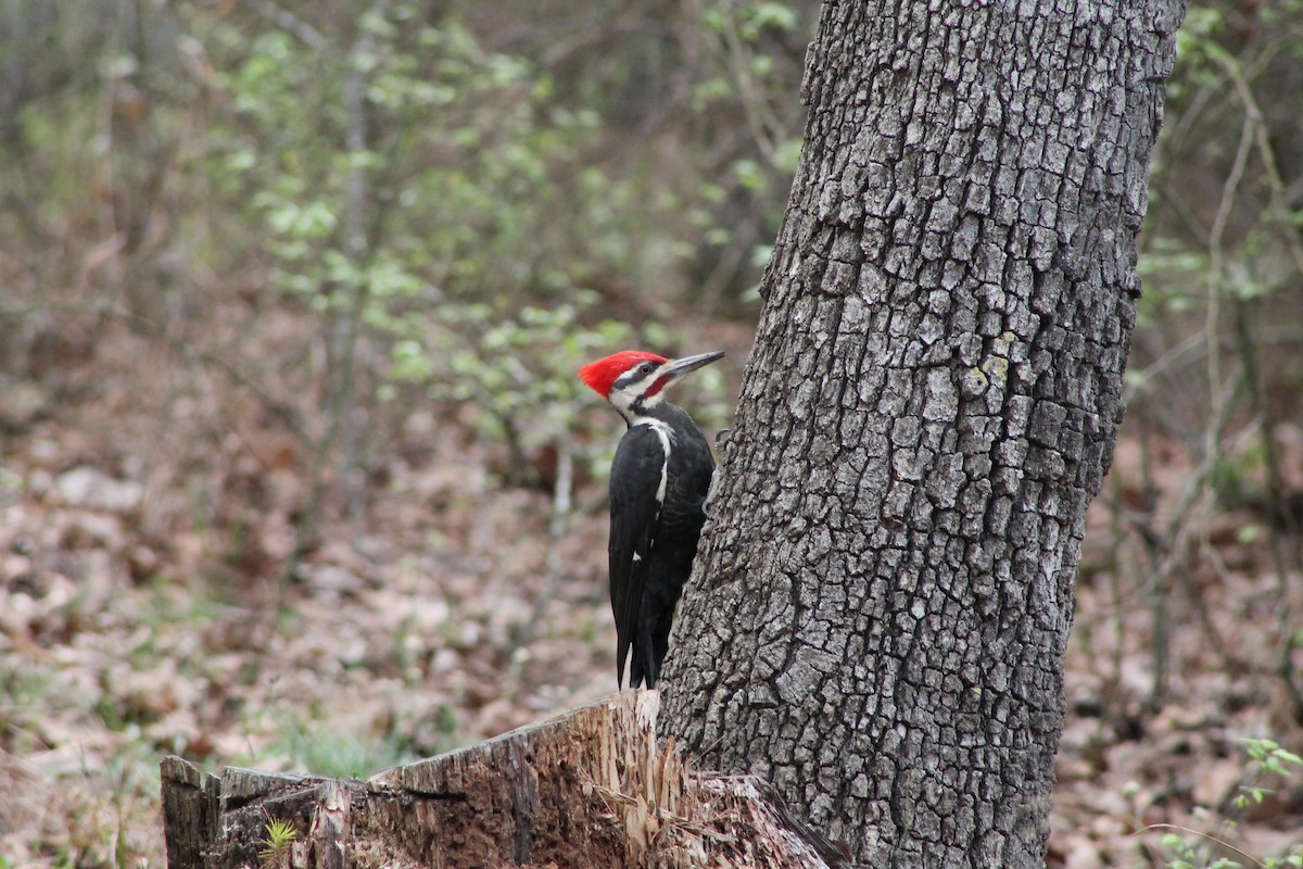 Pileated Woodpecker - ML350952131