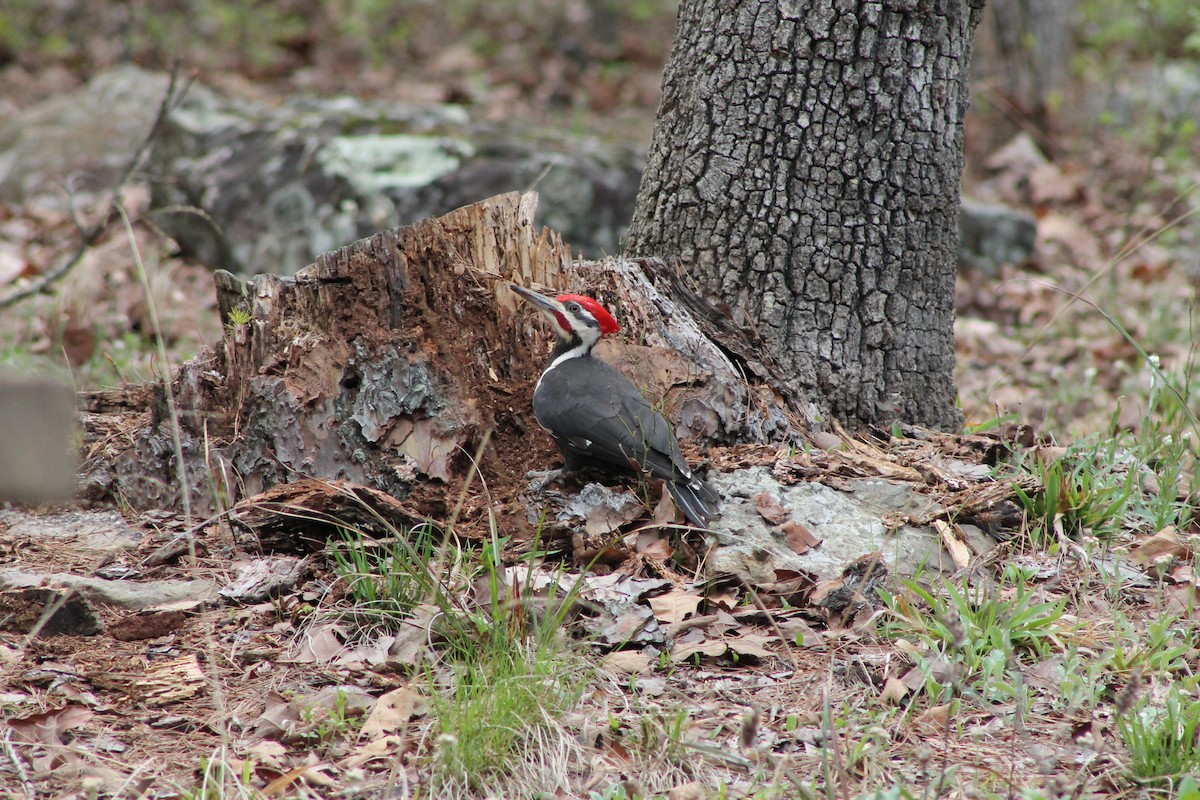 Pileated Woodpecker - ML350952351