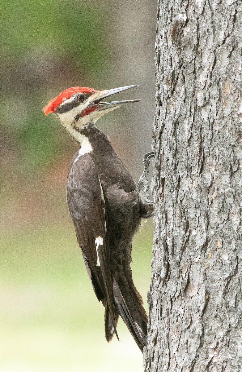 Pileated Woodpecker - ML350959781