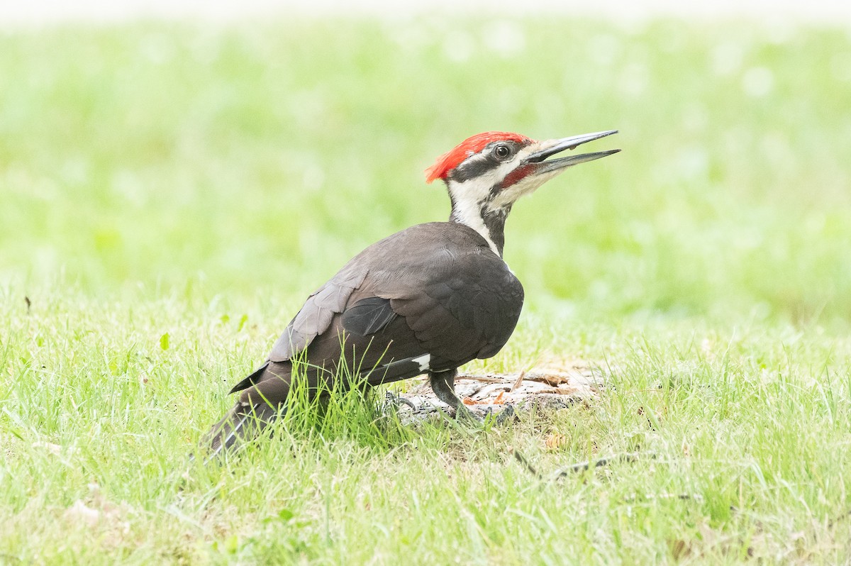 Pileated Woodpecker - ML350959791