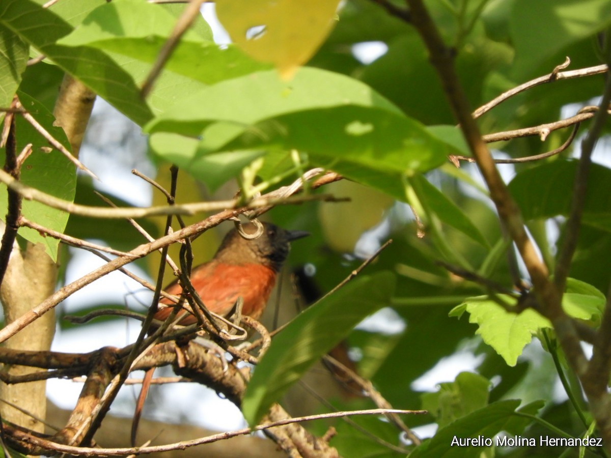 Rufous-breasted Spinetail - Aurelio Molina Hernández