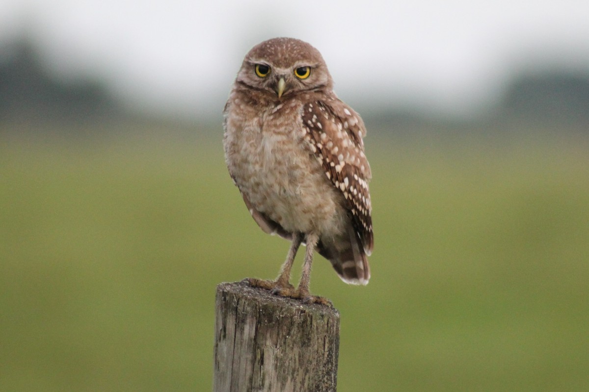 Burrowing Owl - David  Clark